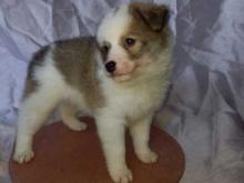 Puppies for sale other breed, pomsky - Netherlands, Breda