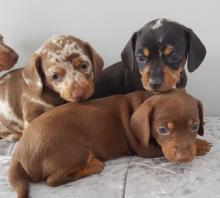 Puppies for sale dachshund - Ireland, rotoath