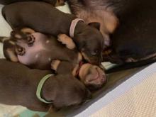 Puppies for sale dachshund - United Kingdom, Dover