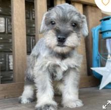 Puppies for sale , miniature schnauzer - Cyprus, Paphos