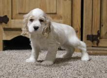 Puppies for sale cocker spaniel - Canada, Ontario