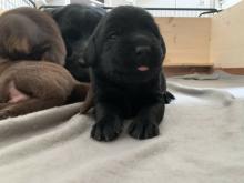 Puppies for sale labrador - Lithuania, Nida