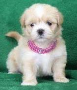 Puppies for sale lhasa apso - Finland, Helsinki