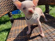 Puppies for sale , chinese crested x chihuahua - Germany, Bremen. Price 155 €