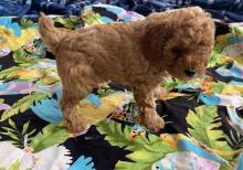 Puppies for sale toy-poodle - Russia, Moscow