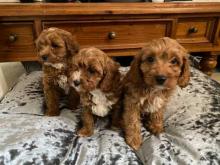 Puppies for sale , cavapoo - Poland, Warsaw. Price 11 €