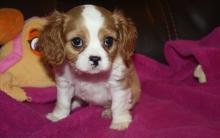 Puppies for sale king charles spaniel - Russia, Moscow