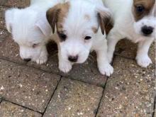 Puppies for sale jack russell terrier - Ireland, Cork