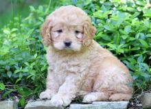 Продам щенка golden retriever - Austria, Linz