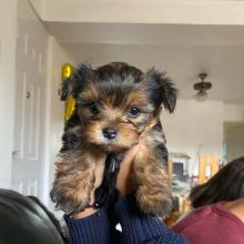 Puppies for sale yorkshire terrier - Czech Republic, Czech-budievitsy