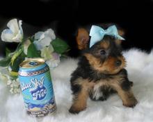 Puppies for sale yorkshire terrier - Austria, Graz