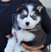 Puppies for sale , siberian husky - Canada, Alberta, Calgary