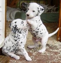 Puppies for sale dalmatian - Bulgaria, Rousse