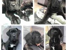 Puppies for sale other breed, cane corso - Germany, Sprout