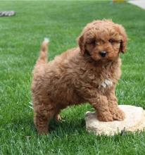 Puppies for sale , cavapoo - Kyrgyzstan, Osh