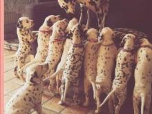 Puppies for sale dalmatian - Russia, Moscow. Price 11 €