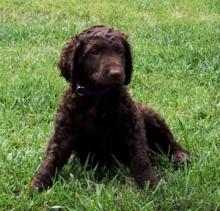 Puppies for sale curly-coated retriever - Ireland, Cork. Price 11 €