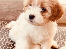 Puppies for sale , cavachon - Finland, Rovaniemi. Price 10 €