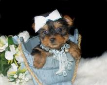 Puppies for sale yorkshire terrier - Germany, Braunschweig