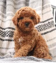Puppies for sale other breed, cockapoo puppies - Hungary, Budapest
