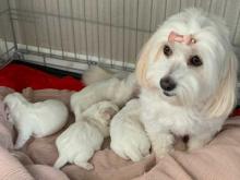 Продам щенка other breed, coton de tulear - Bulgaria, . Цена 10 евро
