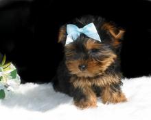 Puppies for sale yorkshire terrier - Germany, Gelsenkirchen