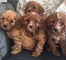Puppies for sale , cavapoo - Greece, Athens