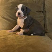 Puppies for sale american pit-bull terrier - Germany, Duisburg