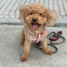Puppies for sale toy-poodle - Germany, Berlin