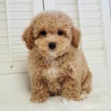 Puppies for sale toy-poodle - France, him