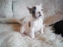 Puppies for sale french bulldog - Italy, Cortina d'ampetso