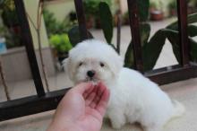 Puppies for sale maltese - Spain, Cadiz