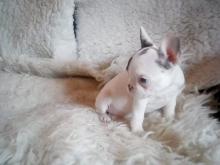 Puppies for sale french bulldog - Spain, Badalona