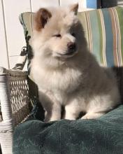 Puppies for sale chow chow - Canada, British Columbia