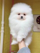 Puppies for sale , pomeranian  - United Kingdom, Belfast