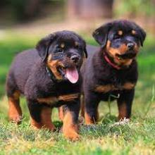 Puppies for sale rottweiler - Italy, Modena