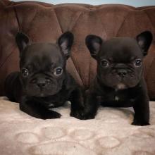 Puppies for sale french bulldog - Russia, Moscow
