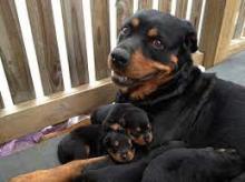 Puppies for sale rottweiler - Spain, Madrid