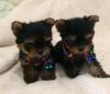 Puppies for sale USA, Louisiana, Lafayette Yorkshire Terrier