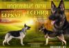 Продам щенка Беларусь, Витебск Восточноевропейская овчарка