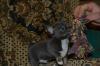 Продам щенка Украина, Луганск Чихуахуа
