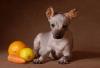 Продам щенка Россия, Саров Мексиканская голая собачка