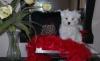 Puppies for sale USA, Florida Maltese, gorgeous maltese