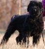 Продам щенка Украина, Полтава Русский черный терьер