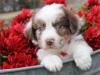 Puppies for sale Canada, Ontario, Toronto Australian Shepherd