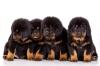 Puppies for sale Hungary, Budapest Tibetan Mastiff