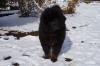 Продам щенка Россия, Ставрополь Тибетский мастиф
