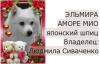 Продам щенка Россия, Московская область Японский шпиц