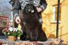 Продам щенка Украина, Киев Ньюфаундленд