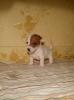 Продам щенка Россия, Московская область, Чехов Джек-рассел-терьер